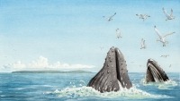 Watercolour illustration in muted shades of blue, black and white. The mouths of two lunge feeding humpback whales emerge from the sea attracting a flock of seagulls.