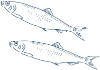 Line drawing of two herring swimming.