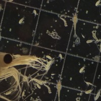 Photograph of dish containing several species of zooplankton viewed down the microscope which are selectable to zoom in to species.