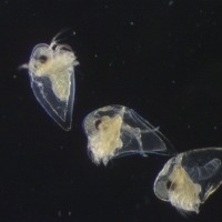 Three Nordman's water fleas seen down the microscope