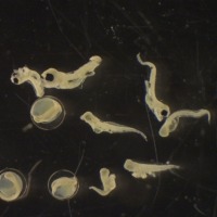 Microscope photograph of cunner eggs and larvae