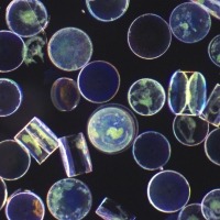 Microscope photograph of several diatoms