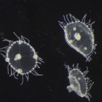 Photograph of three Obelia medusae seen down the microscope