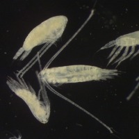Photograph of group of calanoid copepods viewed down a microscope