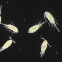 Photograph of six Oithona similis copepods seen down the microscope