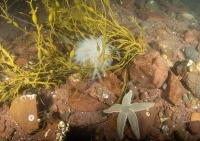 Rocky seabed with cluster of squid eggs on rockweed